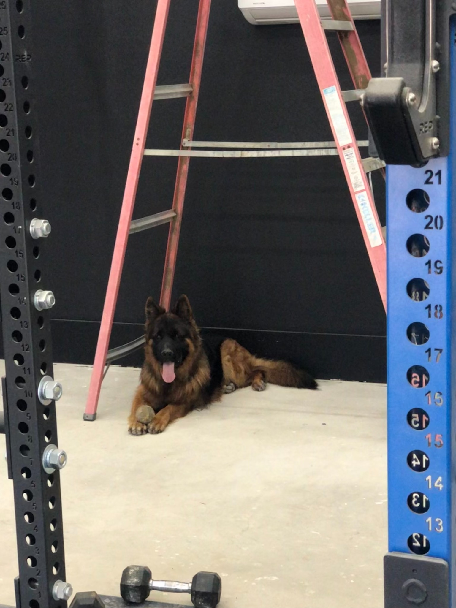 Cody's German Shepherd at work